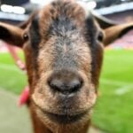 Rise of Apollo ????????